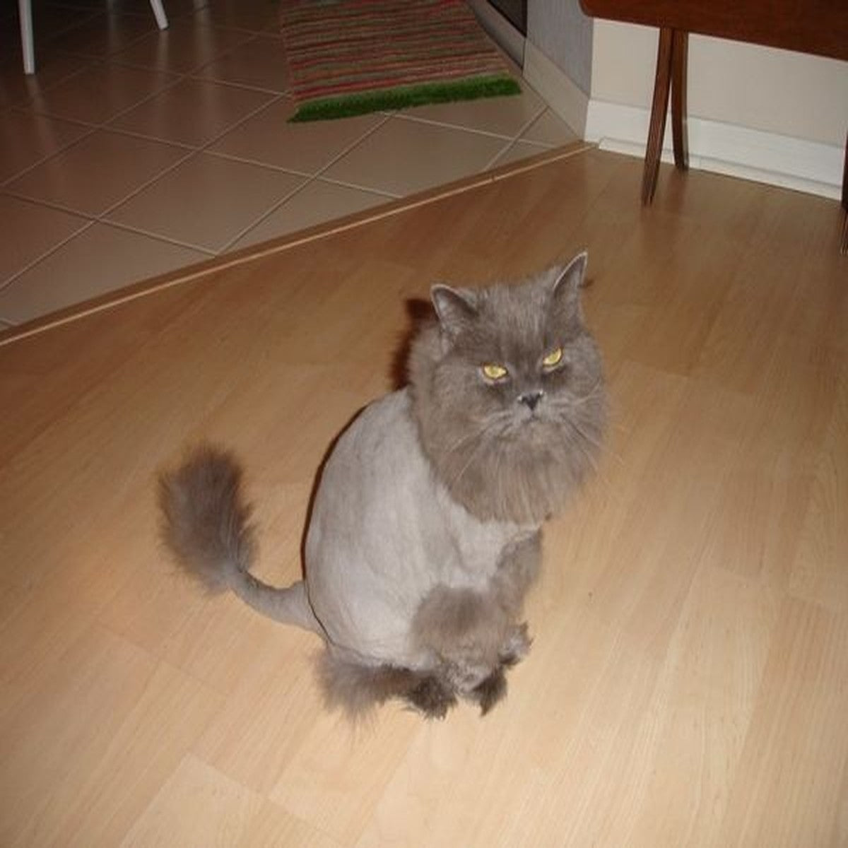 Lion Cut – Cat Grooming – At Home