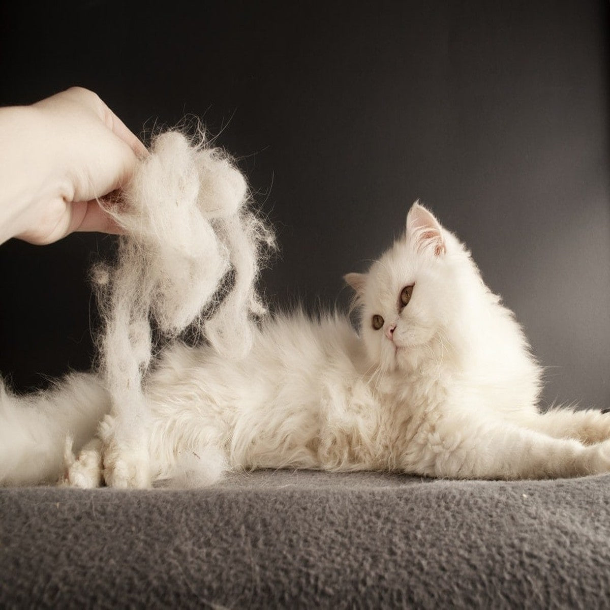 De-Shedding Treatment – Add-On
