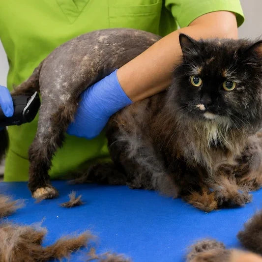 Cat with matted hair being gently groomed